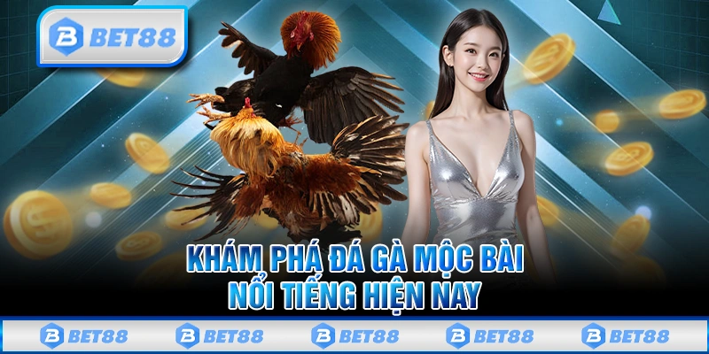 Tìm Hiểu Đá Gà Mộc Bài Và Những Điểm Nổi Bật Bạn Cần Biết 1 Tìm Hiểu Đá Gà Mộc Bài Và Những Điểm Nổi Bật Bạn Cần Biết