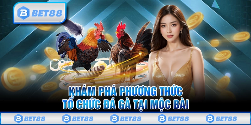 Tìm Hiểu Đá Gà Mộc Bài Và Những Điểm Nổi Bật Bạn Cần Biết 2 Khám phá phương thức tổ chức đá gà Mộc Bài
